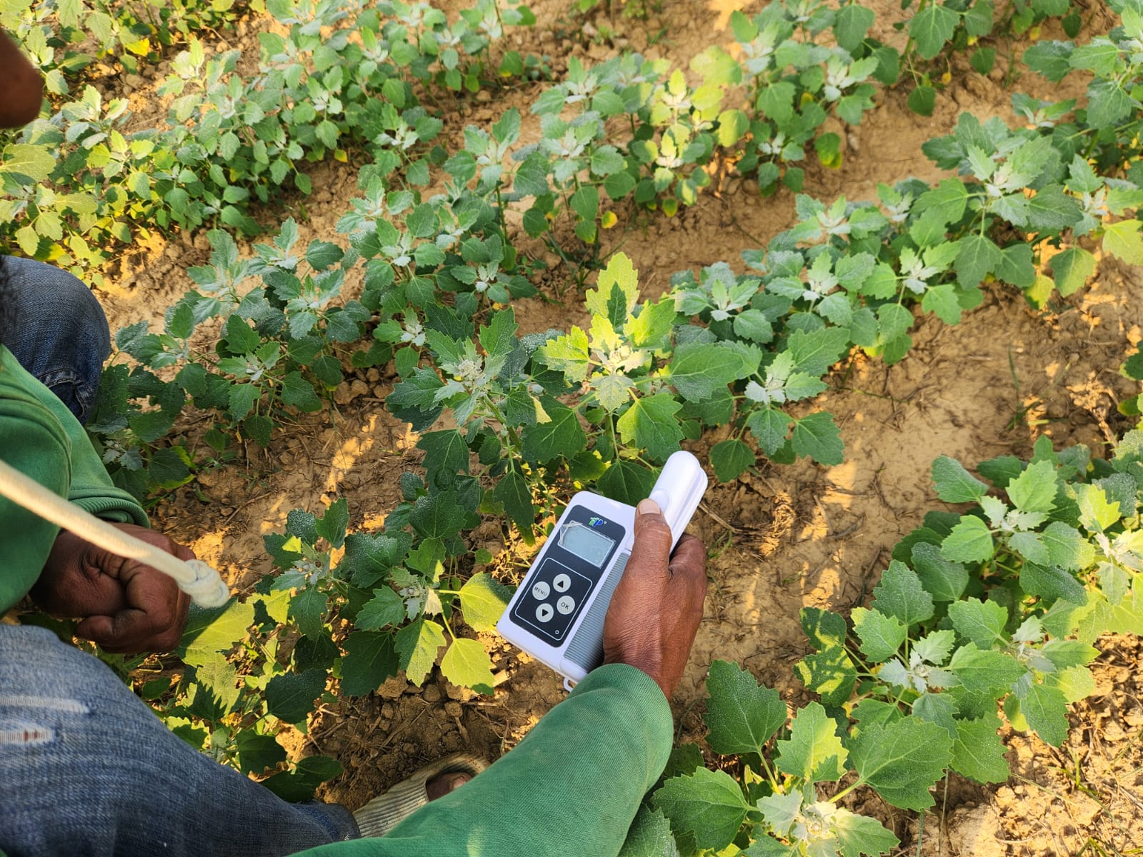 Assesment of vegetative growth, vigor and physiological parameters of advanced breeding
                        lines of Quinoa